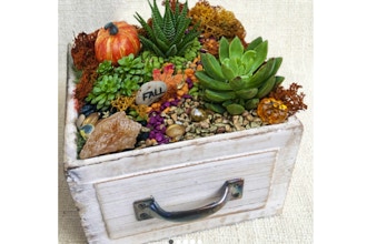 Plant Nite: Fall Drawer of Succulents